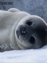 game pic for Baby Seal